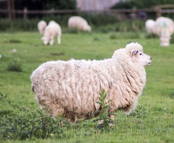 Sheep in a field