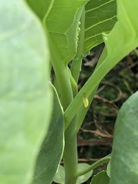 Close-up of fresh green leaf