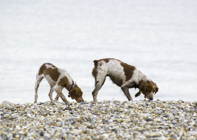 Close-up of dogs on beach