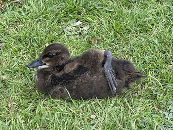 High angle view of ducklings on field