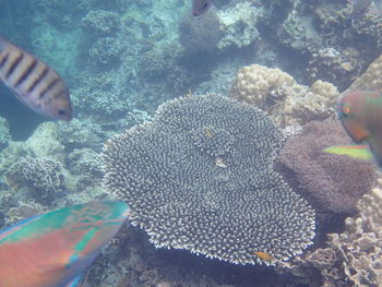 Fish swimming in sea