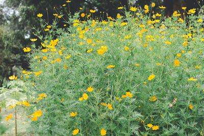 Close-up of yellow flowering plants on field