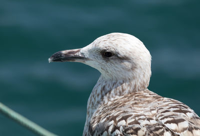 Close-up of seagull looking away