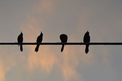Low angle view of silhouette birds perching on pole against sky