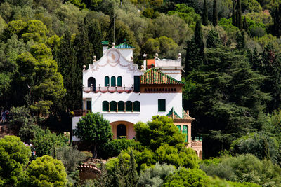 Trees and buildings in forest