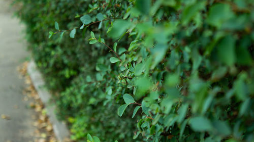 Close-up of ivy growing on tree