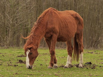 Horse grazing on field