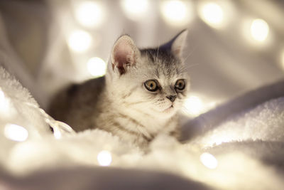 Close-up of cat resting on bed