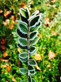 Close-up of fresh green plant