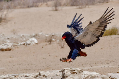 Bird flying over beach