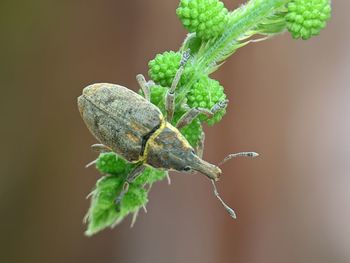 Close-up of insect on plant