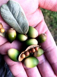 Close-up of hand holding leaves