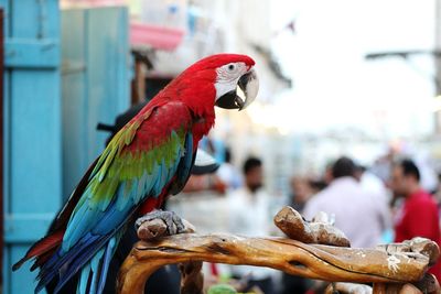 Macaw perching on wood for sale at market