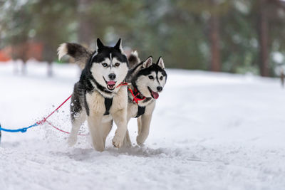 Dog running on snow covered landscape