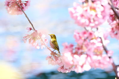 Japanese white eye and cherry blossoms  