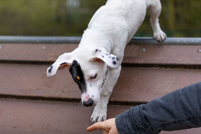 Midsection of person with dog