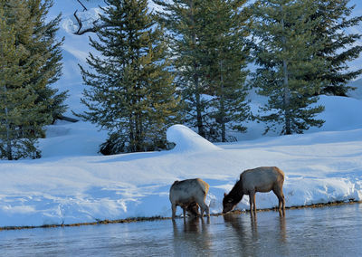 Horses in a snow