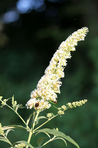 Close-up of flowering plant