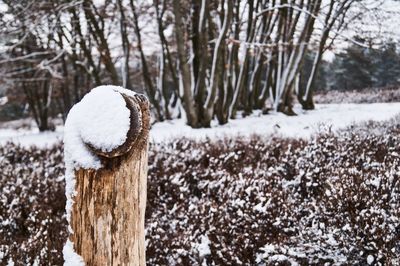 Close-up of snow covered trees in forest