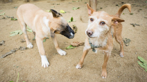 Close-up of dogs outdoors