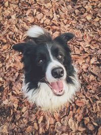 Close-up portrait of dog sticking out tongue during autumn