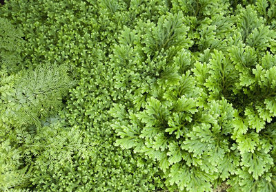 Full frame shot of fresh green plants