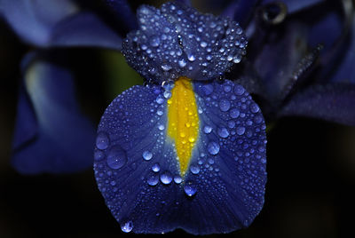 Close-up of wet blue flower at night