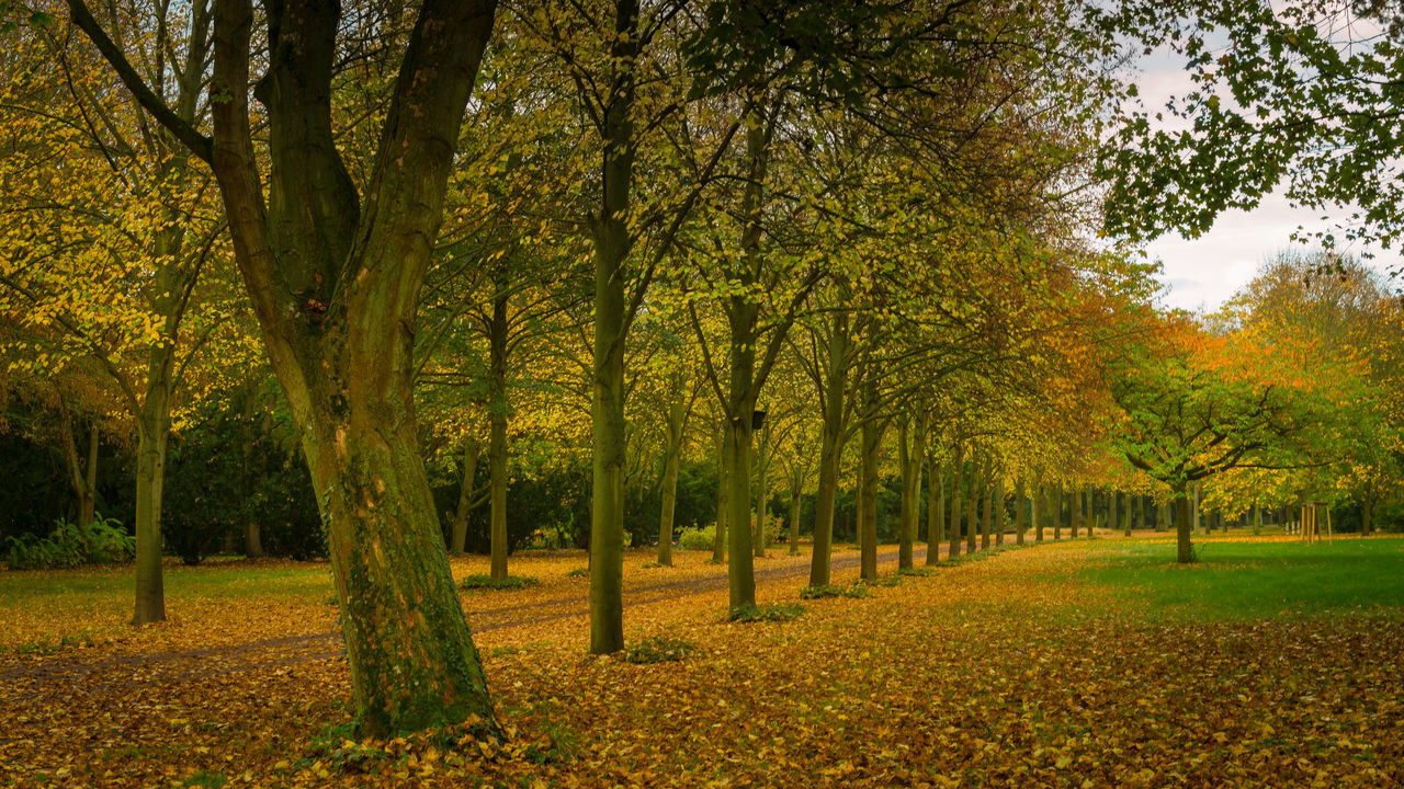 TREES GROWING ON FIELD DURING AUTUMN