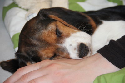 Close-up of puppy sleeping at home