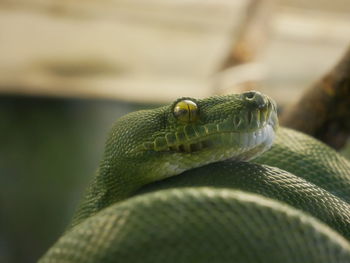 Close-up of lizard on leaf