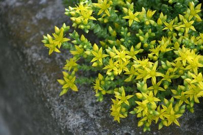 High angle view of flowering plant