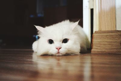 Close-up portrait of cat
