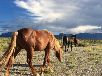 Horse grazing on field against sky