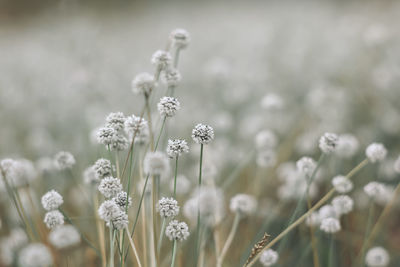 Close-up of white flowering plants on field