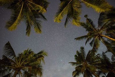Low angle view of palm trees against sky