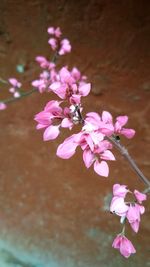 Close-up of pink flowers blooming on tree