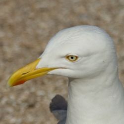 Close-up of a bird