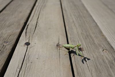 High angle view of lizard on wooden plank