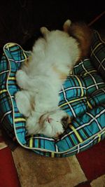 Cat sleeping on tiled floor