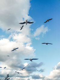 Low angle view of birds flying in sky
