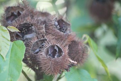 Close-up of caterpillar on plant
