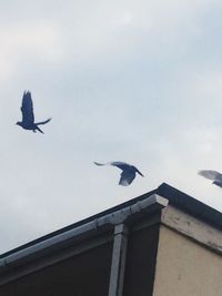 Low angle view of seagull flying against sky