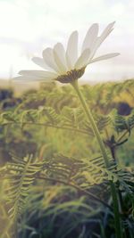Close-up of flowers blooming in field