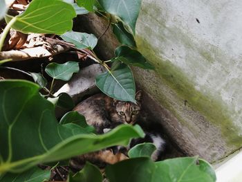 Cat lying on leaves