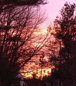 Low angle view of silhouette trees against sky during sunset