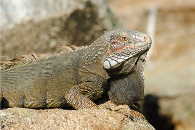 Close-up of lizard on rock