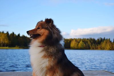 Shetland sheepdog on pier by lake against sky