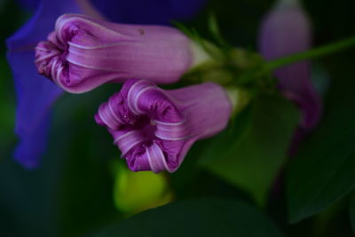 Close-up of purple flowering plant