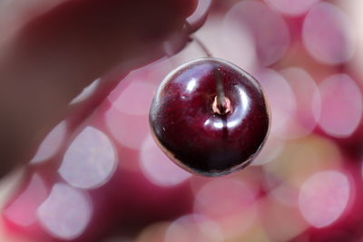 Close-up of strawberry