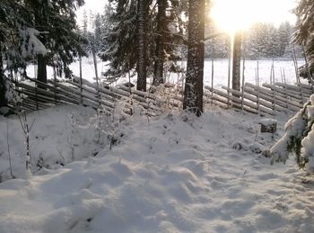 Sun shining through trees on snow covered landscape